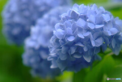 水無月の詩✿2021