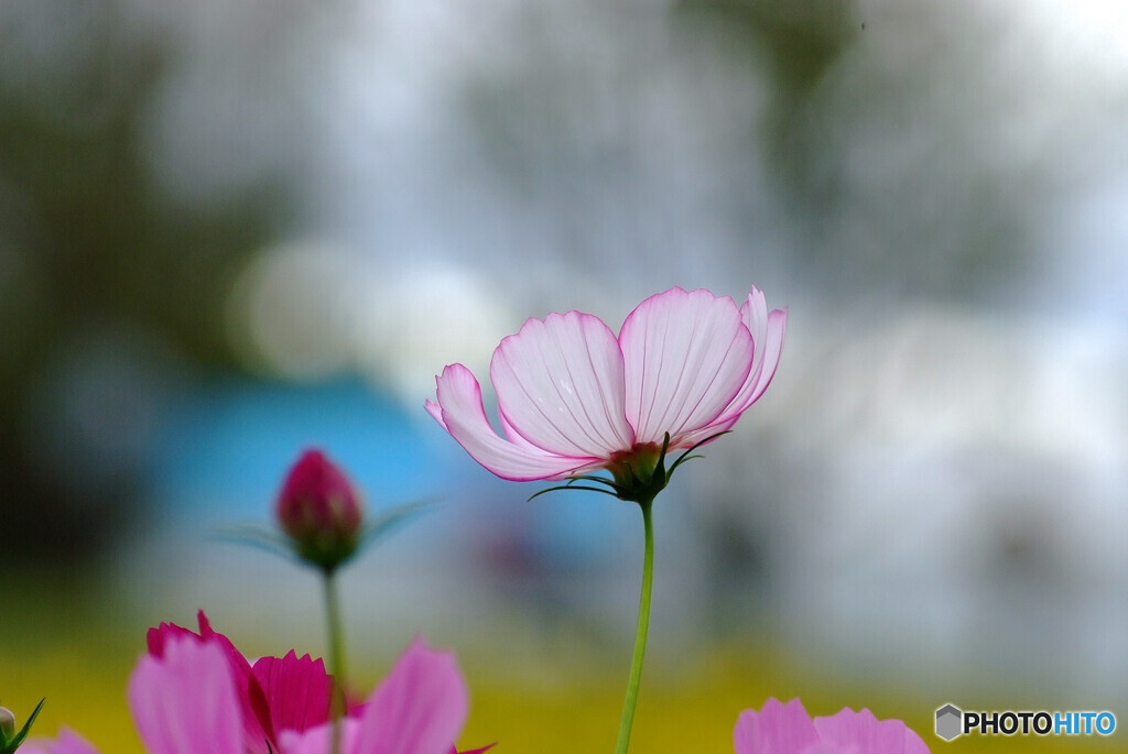 Japanese Beauty❁神無月の恋