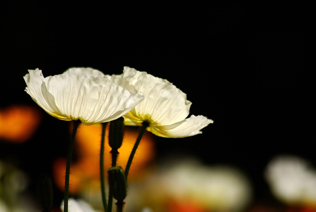 和の時間♩Poppy