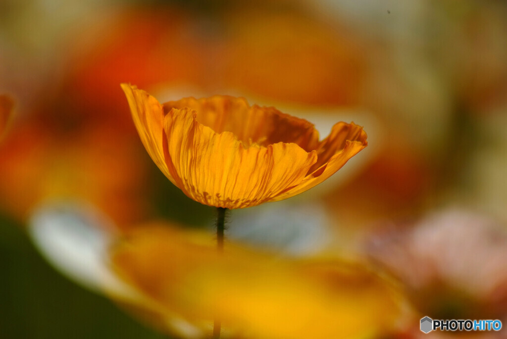 情熱の華❁Poppy