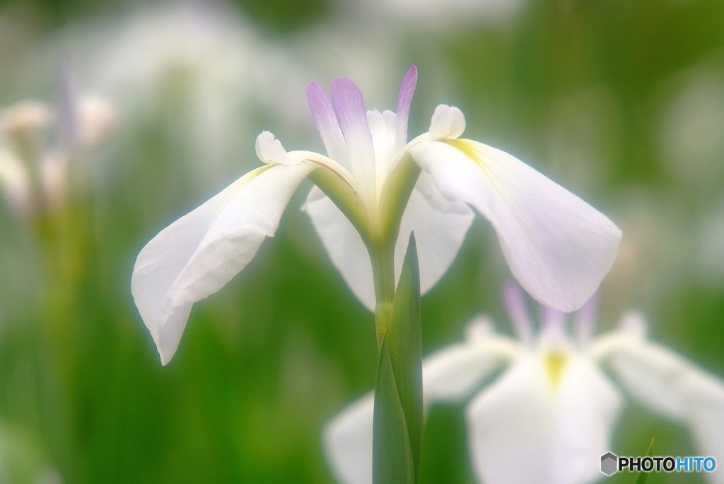やすらぎの時・華