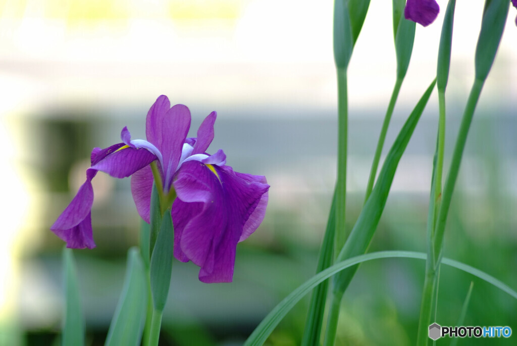 週末の恋人✾菖蒲