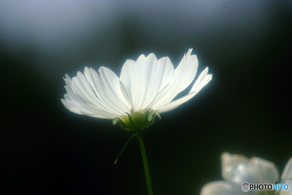 ひとり咲き✿COSMOS2022