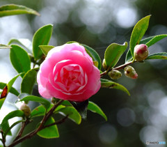 つばきの森・舞