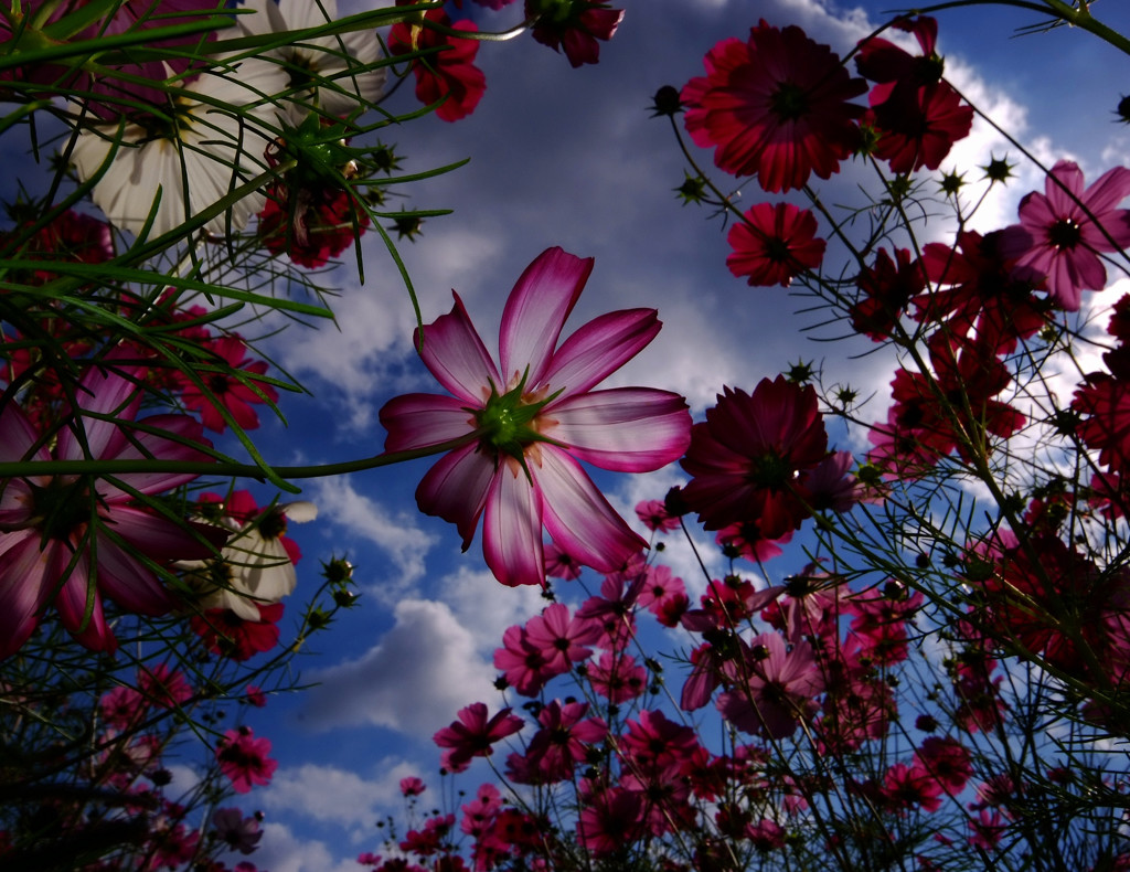 独り占め・秋桜