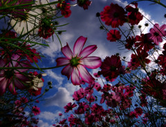 独り占め・秋桜