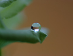 癒しのひと時・雫