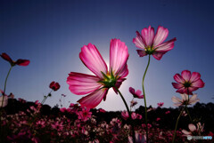 Flower Stage✿秋のうた