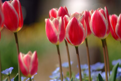 家族の時間✿TULIP