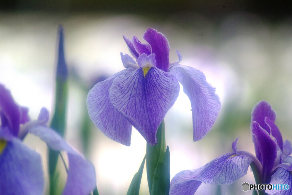 艶やかに舞う✿菖蒲