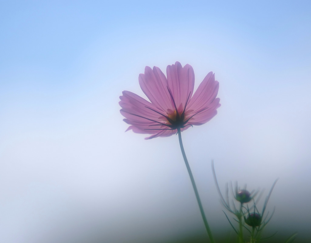 秋夢・こすもす