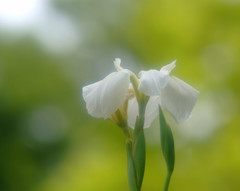 感謝・華