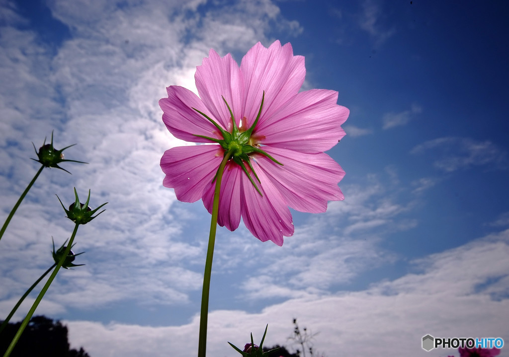 Cosmos theaterⅧ・秋