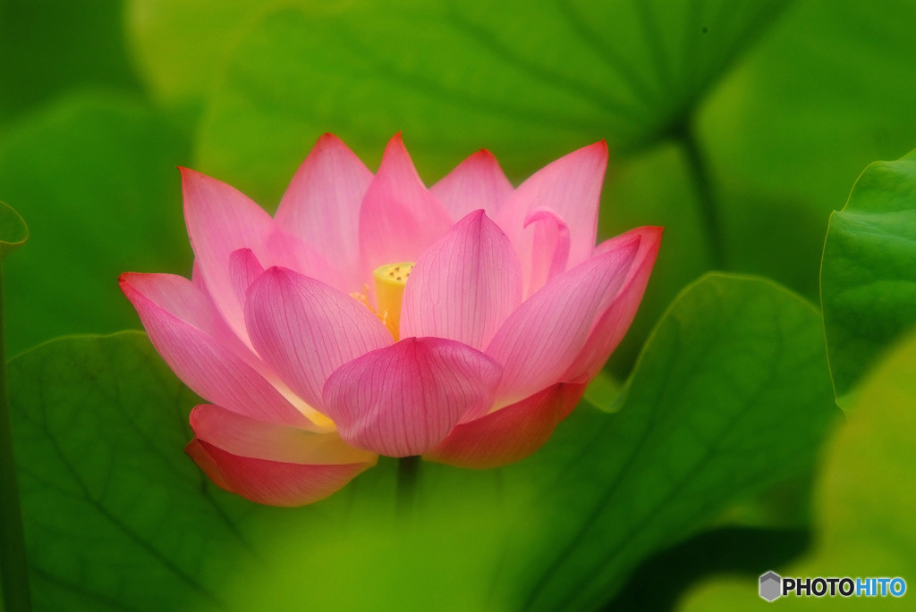 初夏の誘惑・華