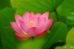 初夏の誘惑・華