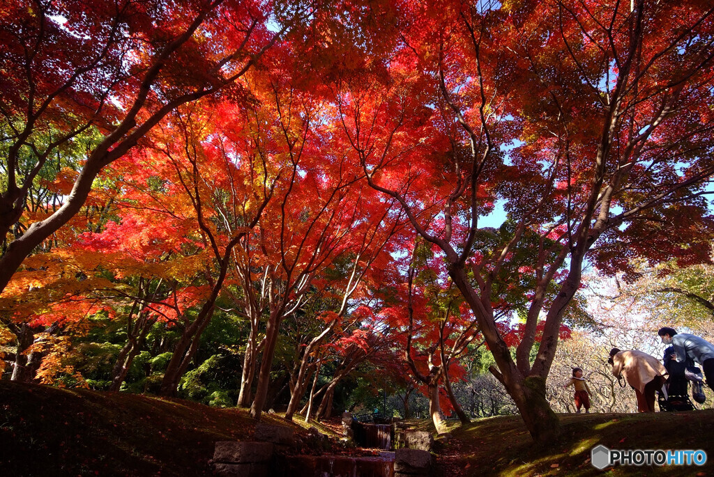 酔いしれて紅葉✾紅