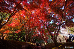 酔いしれて紅葉✾紅