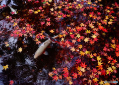 紅葉日記・終焉