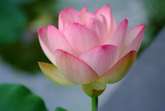 涼やかに✿水無月の蓮