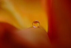 初花月の夢✿瞳