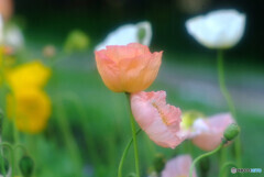 ふたりなら❁4月の華