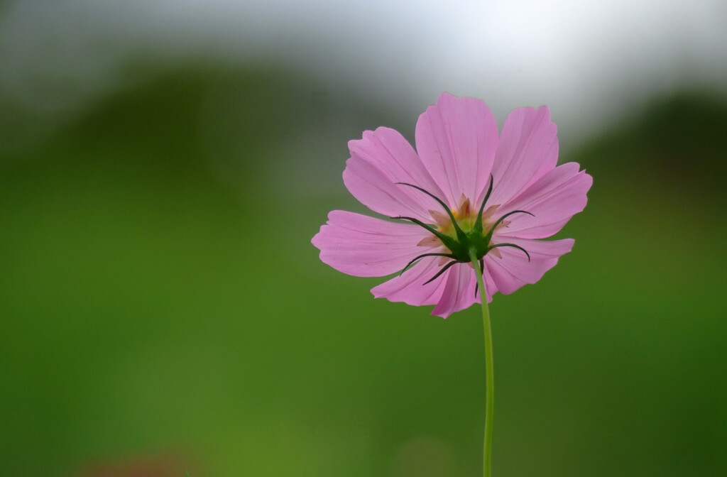 秋を感じて2025✿Cosmos