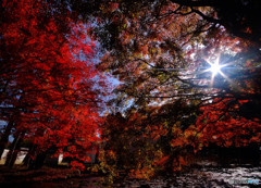 紅葉スケッチ・2017