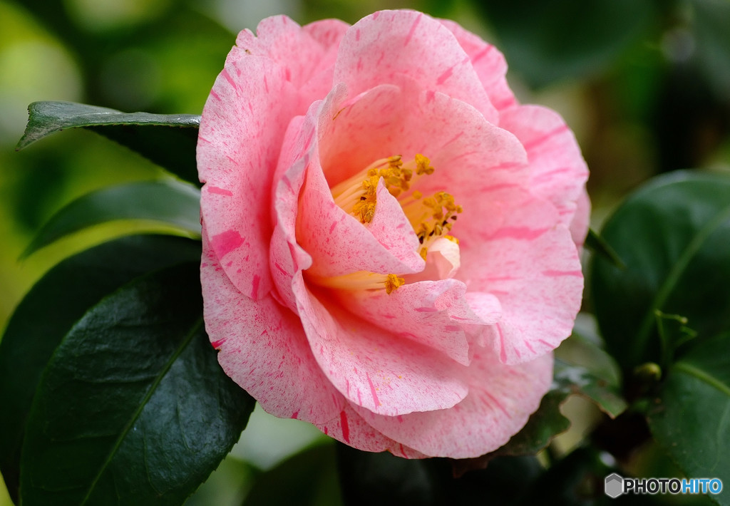 つばきの森にて・華