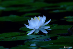 静寂の時・睡