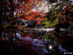 三彩物語・紅葉