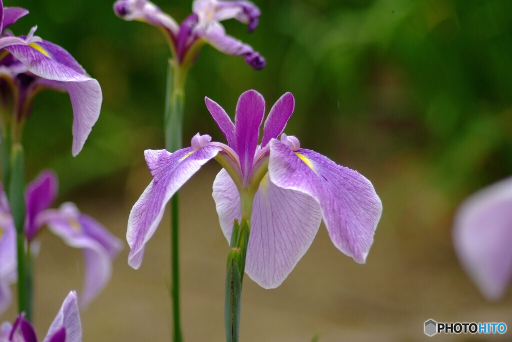 今年も菖蒲咲きました✿皐月