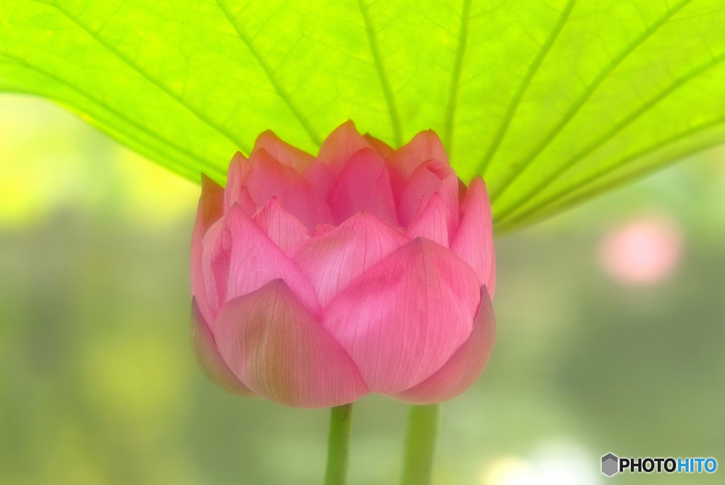 清らかな心・華