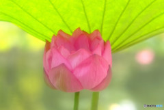 清らかな心・華