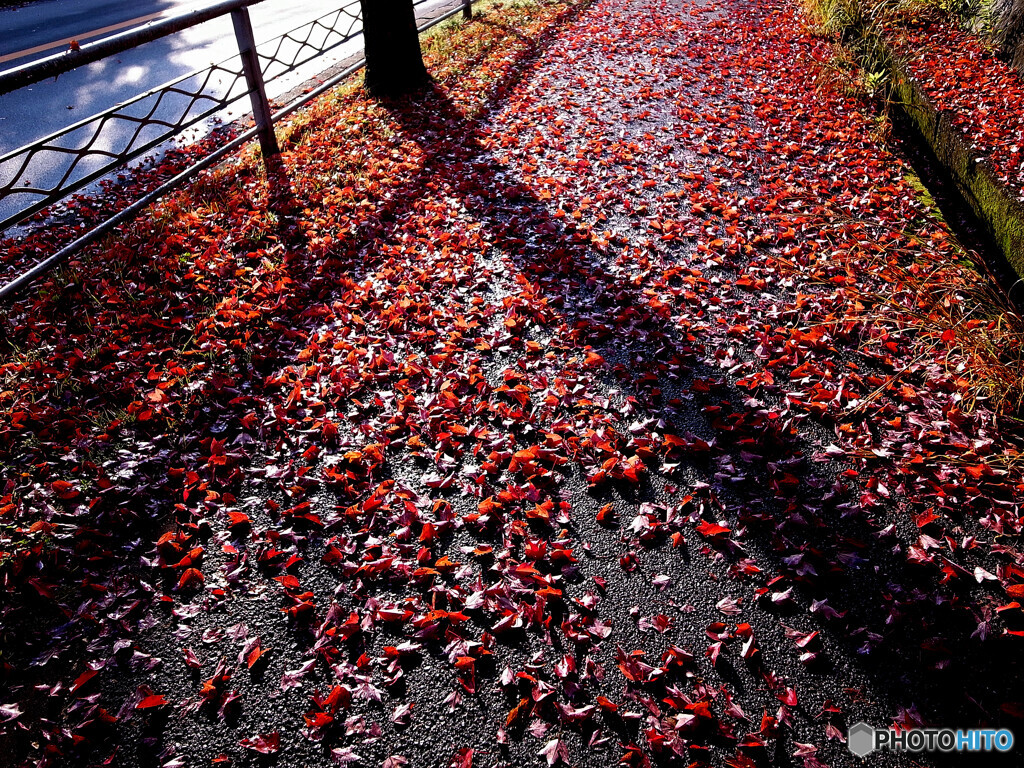 紅の十字架✾秋