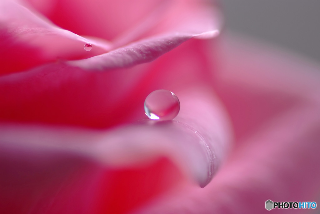 桜桃・雫