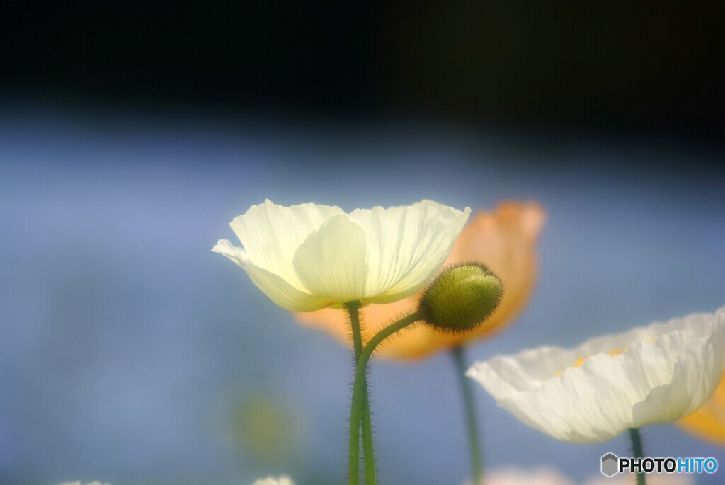 卯月の華❁やすらぎ