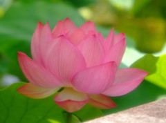 蓮物語・第14章