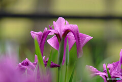 Japanese Beauty✿皐月の舞