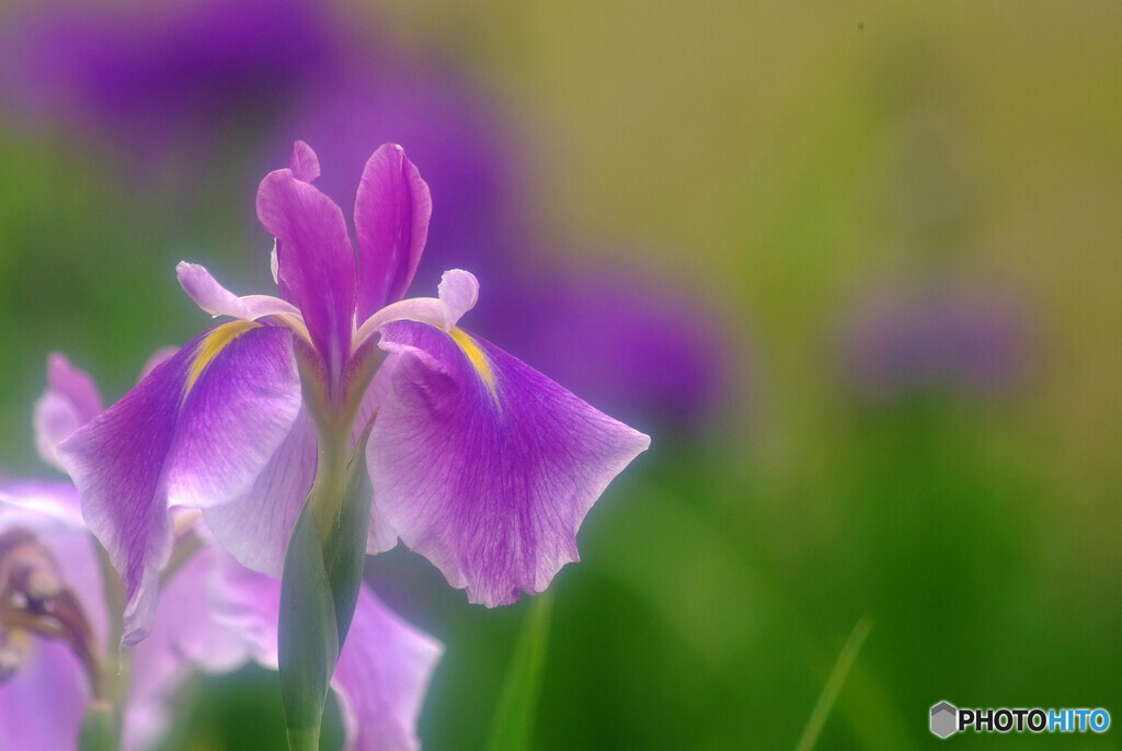 さよならありがとう✿菖蒲2022