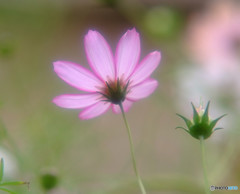 ふりむかないで・コスモス