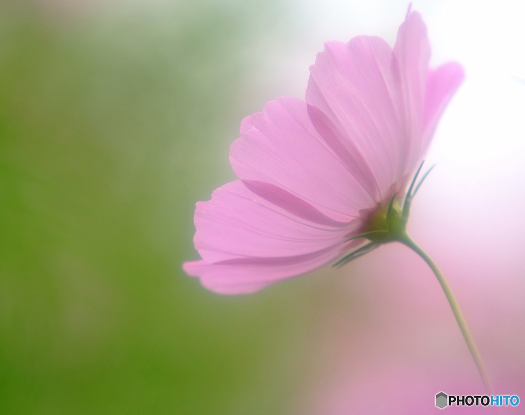 秋の使者・秋桜
