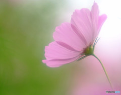 秋の使者・秋桜