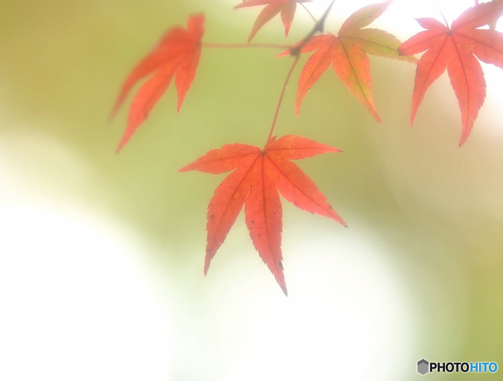 夢の続き・紅葉