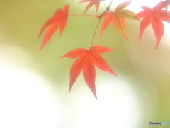 夢の続き・紅葉