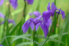 初夏の扉✿Iris laevigata