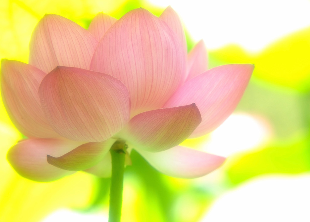 Heaven's Door(Ⅵ）