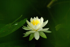 水月の朝に✿睡蓮