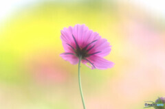 Endless Autumn・美