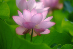 Beautiful Days✿蓮