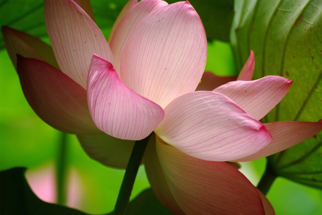 華やかに舞う蓮蓮